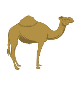 camel vector design