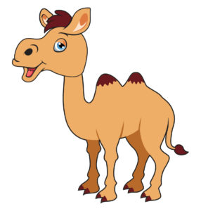 cute turkish camel