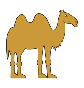 desert camel illustration
