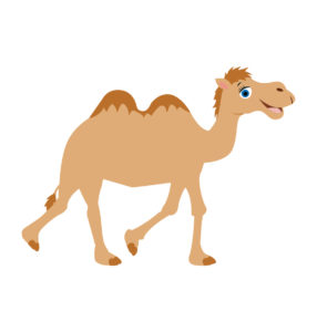 double  humped  camel