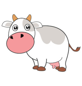 gray white cow