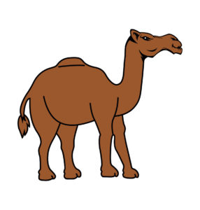 single humped  Arabian camel