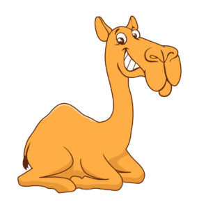 sitting camel drawing