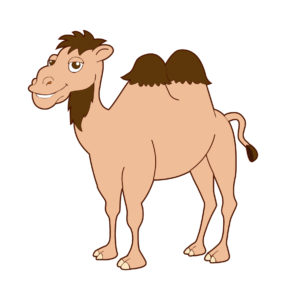 smiling  turkish camel