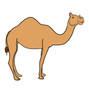 vector camel cartoon
