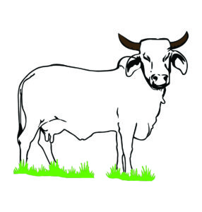 white cow vector art