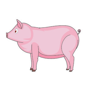 Pig Animal Vector