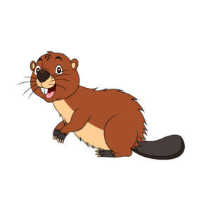 cute beaver