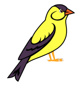 American Goldfinch cartoon