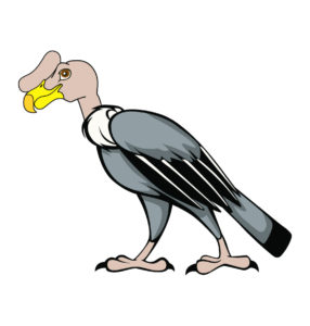Andean Condor birds