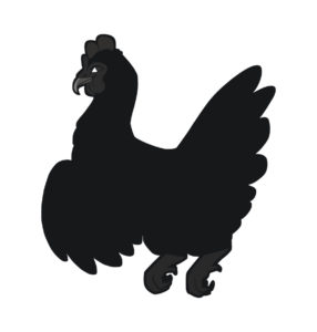 Ayam Cemani vector