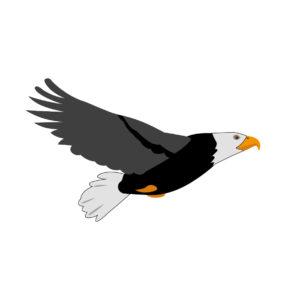 Bald eagle Birds vector