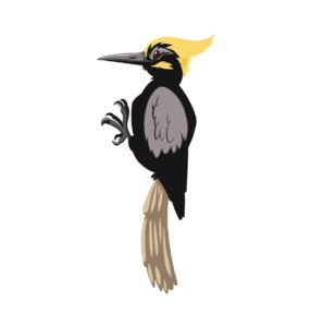 Black-Backed Woodpecker vector