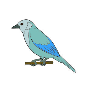Blue-gray Tanager vector