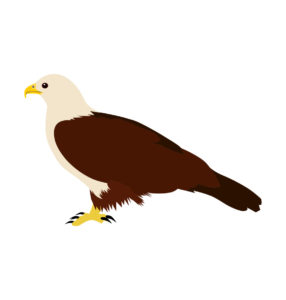 Brahminy kite vector