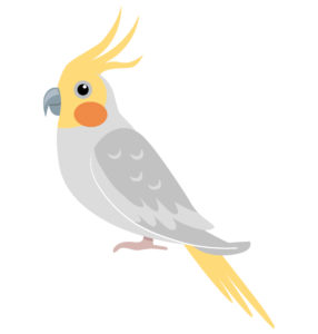 Cockatiel Birds vector
