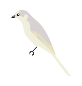 Desert sparrow vector