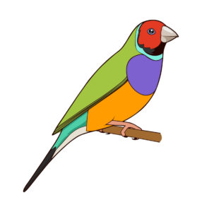 Gouldian Finch vector