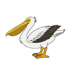Great White Pelican vector