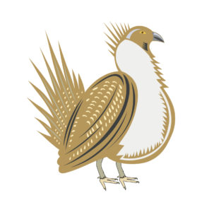 Greater sage-grouse vector