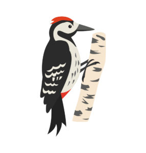 Hairy Woodpecker vector