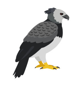 Harpy eagle bird  vector