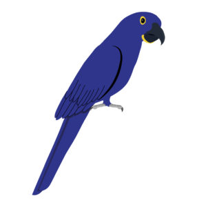 Hyacinth Macaw bird