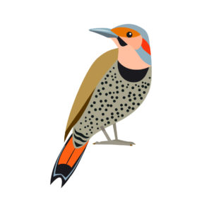 Northern Flicker vector