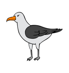 Northern Royal Albatross vector