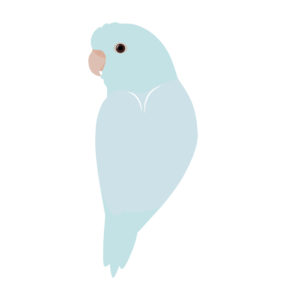 Pacific Parrotlet vector