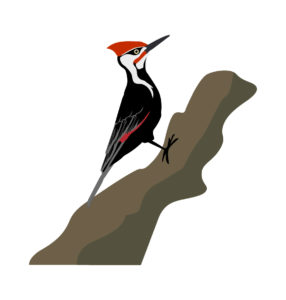 Pileated Woodpecker vector