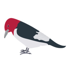 Red-Headed Woodpecker vector