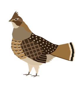 Ruffed grouse vector