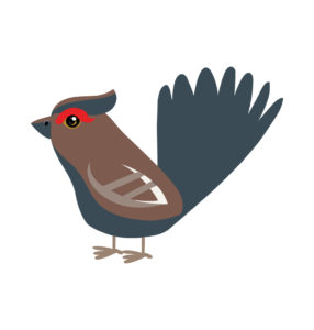 Sharp-tailed grouse vector