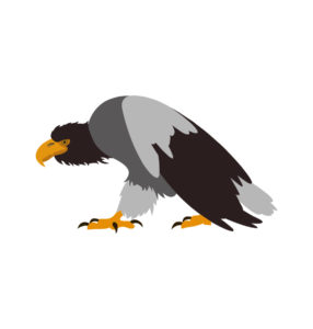 Steller's sea eagle vector