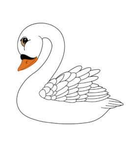 Swans bird