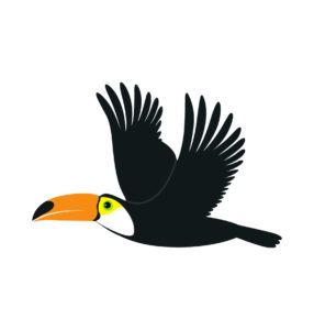 Toucan flying Vector
