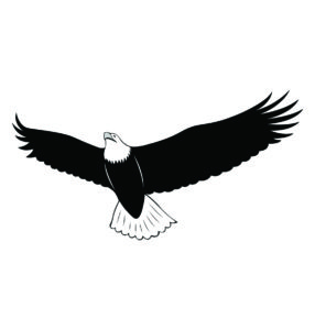 White-tailed eagle  cartoon