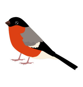 bullfinch Birds cartoon
