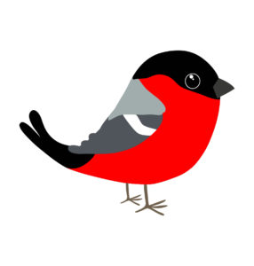 bullfinch Birds vector