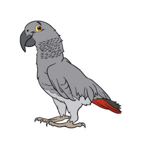 gray parrot bird