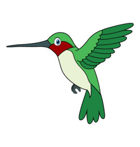 hummingbird bird vector