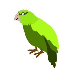 kakapo bird vector