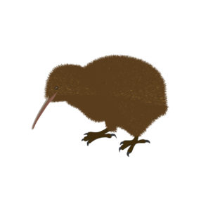 kiwi birds vector