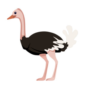 ostrich bird cartoon