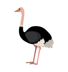 ostrich bird vector