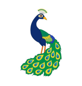 peacock cartoon vector