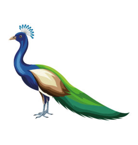 peacock vector