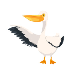 pelican bird vector