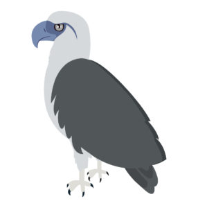 philippine eagle vector